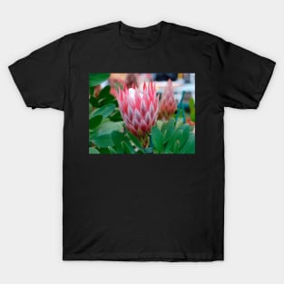 Protea Cynaroides Flower T-Shirt